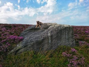 Haworth to Ickornshaw Moor