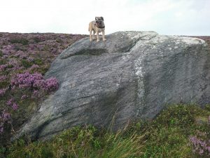 Haworth to Ickornshaw Moor