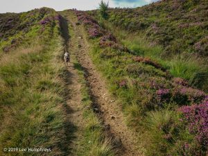 Hewenden Half