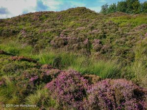 Hewenden Half