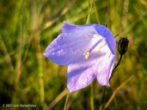 High Mark I, Malham – Wild Camp #013