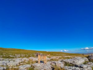 High Mark II – Wild Camp #014