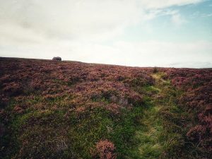 Hitching Stone Hike