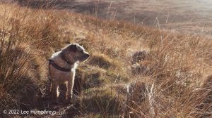 Hoof Stones Height – Wild Camp #028