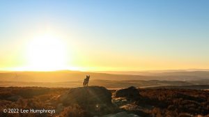 Hoof Stones Height – Wild Camp #028