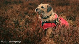 Hoof Stones Height – Wild Camp #028