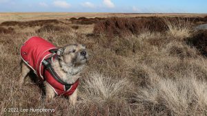 Hoof Stones Height – Wild Camp #028