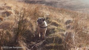 Hoof Stones Height – Wild Camp #028