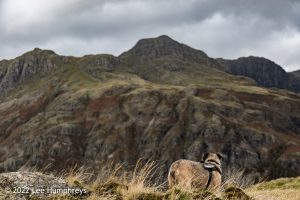Lingmoor Tarn, Lake District – Wild Camp #039