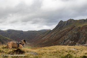 Lingmoor Tarn, Lake District – Wild Camp #039