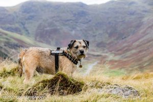 Lingmoor Tarn, Lake District – Wild Camp #039
