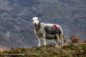 Lingmoor Tarn, Lake District – Wild Camp #039