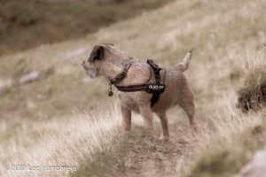 Lingmoor Tarn, Lake District – Wild Camp #039
