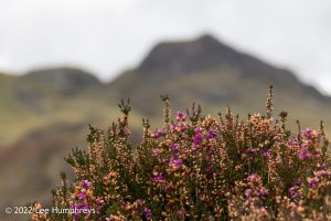 Lingmoor Tarn, Lake District – Wild Camp #039