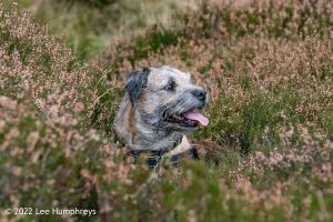 Lingmoor Tarn, Lake District – Wild Camp #039