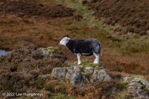 Lingmoor Tarn, Lake District – Wild Camp #039