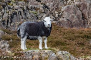 Lingmoor Tarn, Lake District – Wild Camp #039