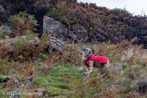 Lingmoor Tarn, Lake District – Wild Camp #039