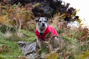Lingmoor Tarn, Lake District – Wild Camp #039
