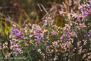 Lingmoor Tarn, Lake District – Wild Camp #039