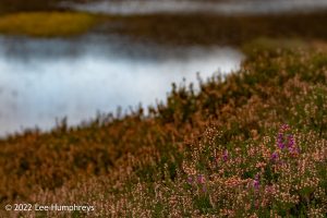 Lingmoor Tarn, Lake District – Wild Camp #039