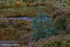 Lingmoor Tarn, Lake District – Wild Camp #039
