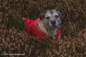 Lingmoor Tarn, Lake District – Wild Camp #039