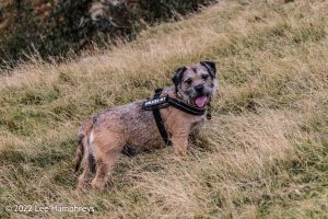 Lingmoor Tarn, Lake District – Wild Camp #039