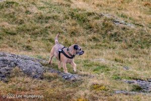 Lingmoor Tarn, Lake District – Wild Camp #039