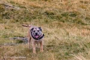 Lingmoor Tarn, Lake District – Wild Camp #039