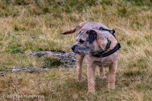 Lingmoor Tarn, Lake District – Wild Camp #039