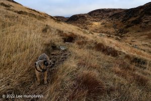 Loch Valley, Galloway Forest Park – Wild Camp #024