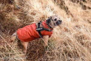 Loch Valley, Galloway Forest Park – Wild Camp #024