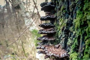 Loch Valley, Galloway Forest Park – Wild Camp #024