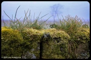 Misty Mystery Meander