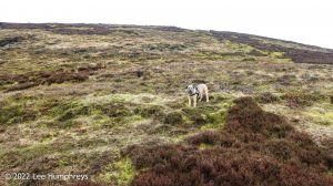Mossdale Scar, Grassington – Wild Camp #029