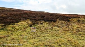 Mossdale Scar, Grassington – Wild Camp #029