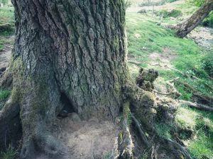 Mudlarking Adventure along the River Worth