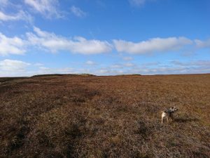 Nab Hill Trig Point Trek