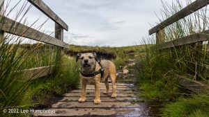 Nine Standards Rigg – Wild Camp #033
