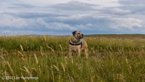 Nine Standards Rigg – Wild Camp #033