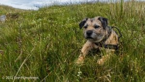 Nine Standards Rigg – Wild Camp #033