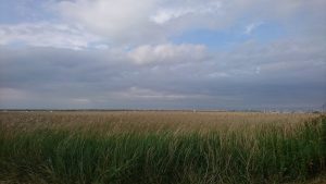Norfolk 2017