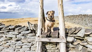 Pen-y-ghent & Plover Hill – Wild Camp #030