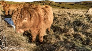 Pikedaw Hill, Malham – Wild Camp #025
