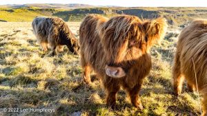 Pikedaw Hill, Malham – Wild Camp #025