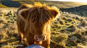 Pikedaw Hill, Malham – Wild Camp #025