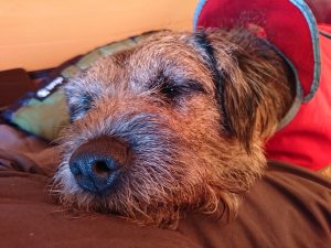 Rye Loaf Hill – Wild Camp #006