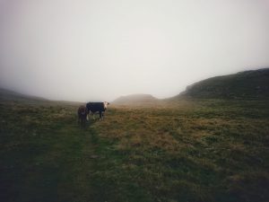 Rye Loaf Hill – Wild Camp #006