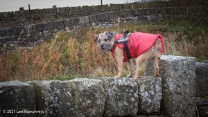 Stairs and Waggon & Horses
